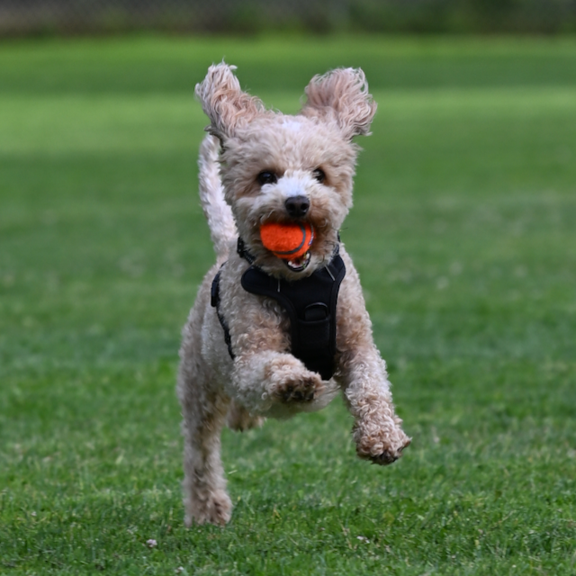 Joy — Dilly Dally Labs mascot